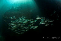 OAO0435 Lutjanus argentiventris.tif