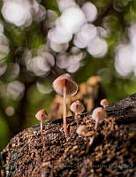 MCSH05 Mycena sp..jpg