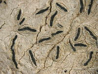 ABP107 Graphis leptocarpa.jpg