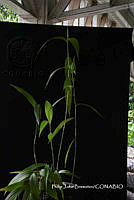 PJB ME014 377 Sobralia macrantha.JPG