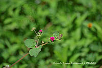 RRR0101 Boerhavia coccinea.jpg