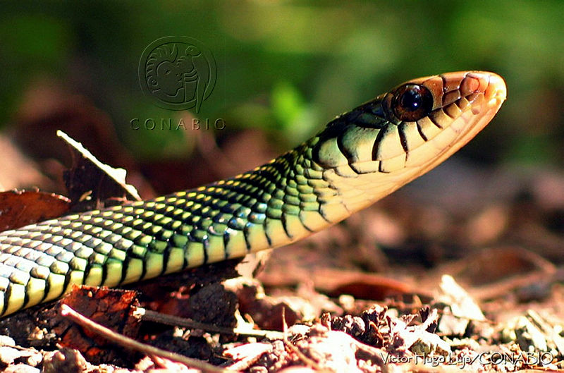VHL0036%20Drymobius%20margaritiferus.jpg.iSfb9cT1MZtbyztjQA3g0JtbmFja29CbnFuZ3NAbXJ6LGtwZQA.bVsPwZUJJO