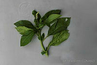 RBB0404 Phytolacca icosandra.jpg