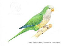 MAPM1072 Myiopsitta monachus.jpg