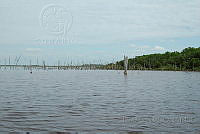 DC04 Avicennia germinans, Rhizophora mangle.jpg