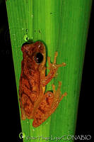 VHL0076 Dendropsophus microcephalus.jpg