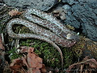 LCMHP013-52 Hypsiglena torquata.jpg