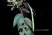 Yolox 3676 Bauhinia sp. (B. forficata_aculeata group).jpg