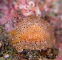AEG0030 Doriopsilla nigromaculata.jpg