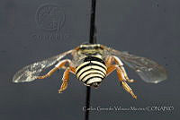 CGVM1241 Triepeolus helianthi.jpg