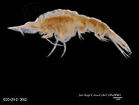 ME006 Z 0421 Oxycephalus clausi - Bovallius, 1887.jpg