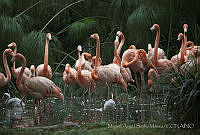 MASM06346 Phoenicopterus ruber.jpg