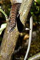 MDL0198 Elgaria kingii.jpg