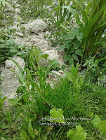 RG001 0484 Rumex americanum.jpg