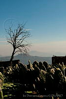 IDG0831 Opuntia sp..jpg