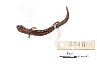 ME006 rep 0045 Bolitoglossa rufescens.jpg