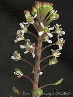 PTL0901 Lepidium schaffneri.jpg