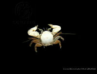 CMGV0132 Megalobrachium garthi.jpg