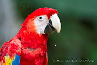 IMDOC1604 Ara macao.jpg