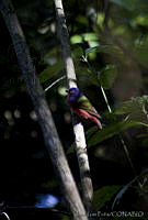 JLP0027 Passerina ciris.jpg