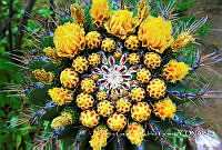 AGRG001 Mammilaria sp..jpg