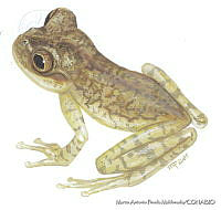 MAPM0715 Exerodonta pinorum.jpg