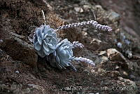 MASM01398 Echeveria laui.jpg