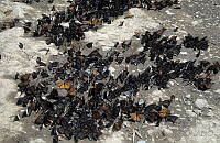 DK2277 Danaus plexippus.jpg