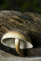 MASM07376 Basidiomycota.jpg