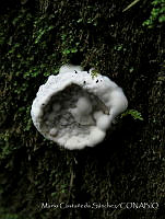 MCS155 Fungi.JPG
