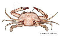 NE018 1231 Portunus sebae_D.jpg