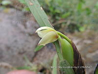 JF092 0011 Maxillaria variabilis.jpg