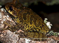 VHTH013 Smilisca baudinii.JPG