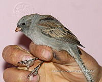 IE003 0071 Spizella atrogularis.jpg