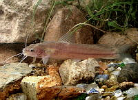 FM005 042 Rhamdia guatemalensis.tif