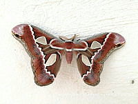 FDMC001 Rothschildia lebeau.jpg