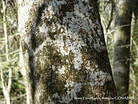 MEGA 0833 Coccoloba goldmanii.JPG