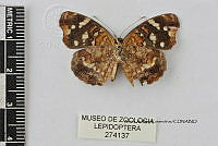 JF018 0545 Anthanassa ardys ardys.jpg