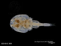 ME006 Z 0429 Caligus tenuifurcatus.jpg