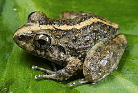 VHL0478 Craugastor vocalis.jpg