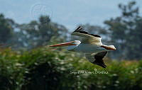SM0624 Pelecanus erythrorhynchos.jpg