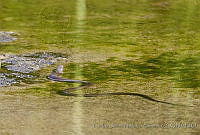 CNS1332 Thamnophis valida.jpg