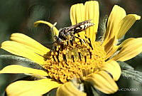 PS01 Helianthus sp..jpg