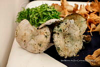 IMDOC Hong 0138 Lactarius indigo.jpg