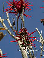 3R 01135 Erythrina americana.jpg