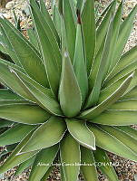 AJGM0269 Agave triangularis.JPG