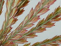 PTL2140 Chloris gayana.jpg