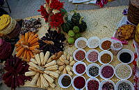 FBA0864 Phaseolus vulgaris y Zea mays.jpg