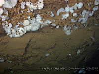 IFREMER-ICMyL-UNAM 0030 Farrea onca.jpg