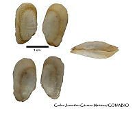 KT014 0300 Macoploma ecuadoriana.JPG
